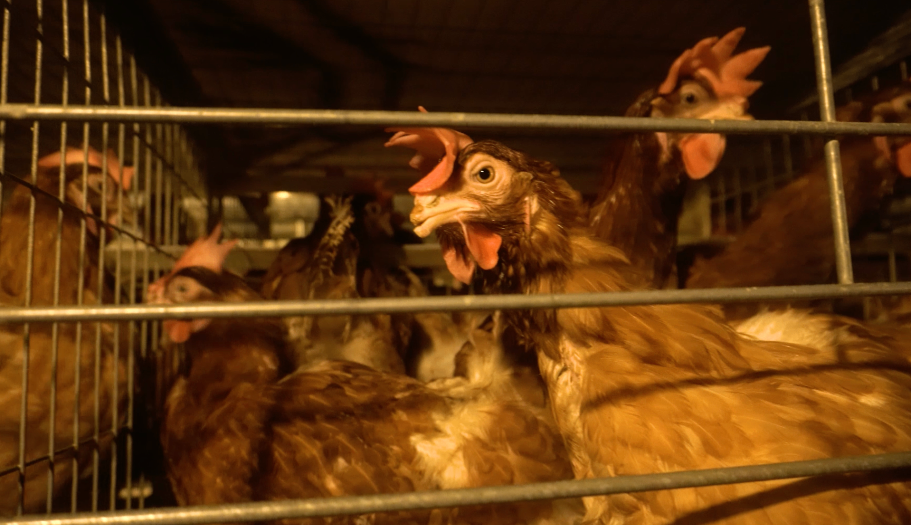 Close-up of hens inside a managed poultry system.