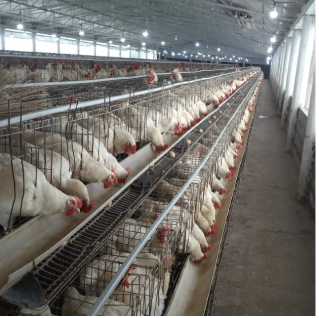 State-of-the-art battery cage system at our Bela farm, engineered for maximum hygiene, efficiency, and the welfare of our laying hens.