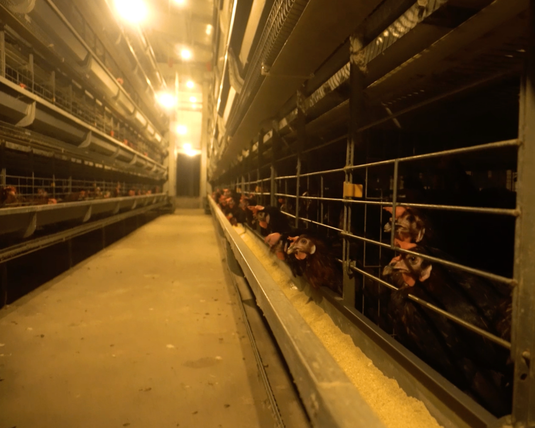 Long row of battery cage poultry systems inside a modern farm building.